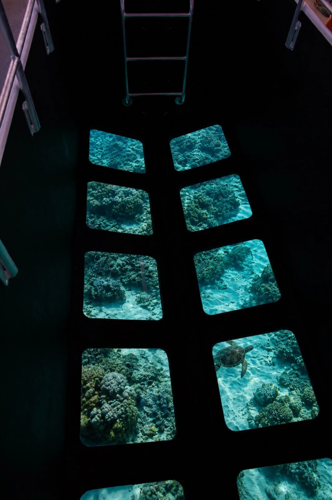 Top-down view into a glass-bottom viewing well with a ladder at one end, showing coral, sand and a sea turtle through the panes