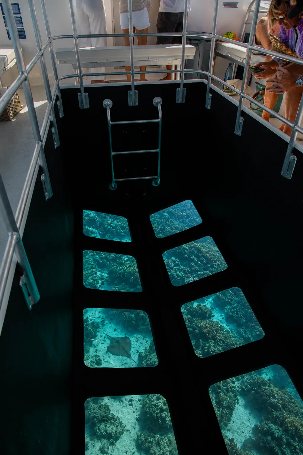 Looking down into Illuminate's viewing well, with reef and a ray visible through eight glass panes.