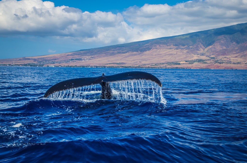 Humpback whale flukes off a Hawaiʻi coastline